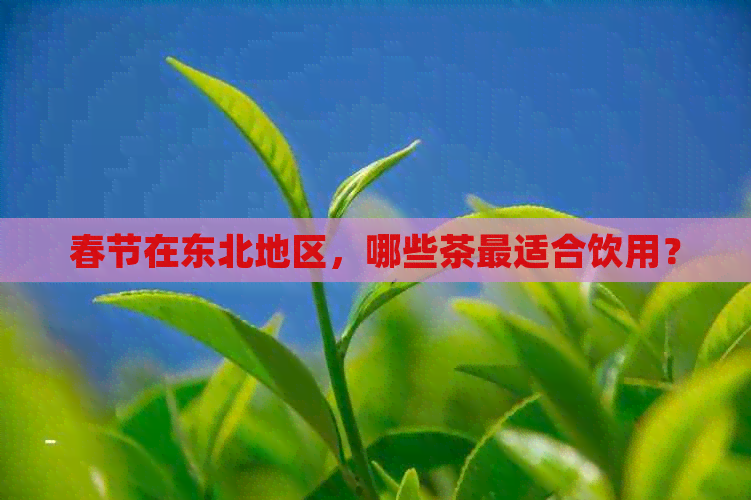 春节在东北地区，哪些茶最适合饮用？