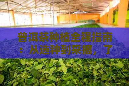 普洱茶种植全程指南：从选种到采摘，了解所有关键步骤和技巧