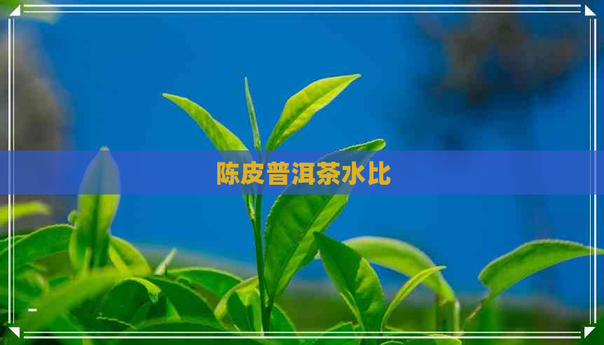 陈皮普洱茶水比