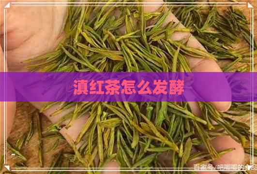 滇红茶怎么发酵