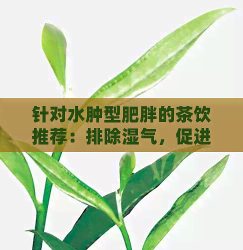 针对水肿型肥胖的茶饮推荐：排除湿气，促进健体重