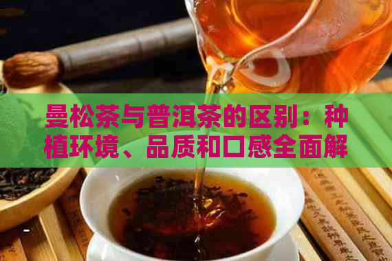 曼松茶与普洱茶的区别：种植环境、品质和口感全面解析，哪一种更适合您？