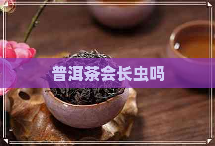 普洱茶会长虫吗