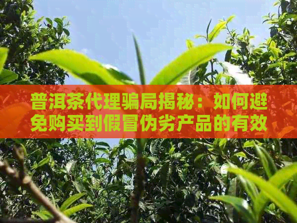 普洱茶代理骗局揭秘：如何避免购买到假冒伪劣产品的有效策略和注意事项