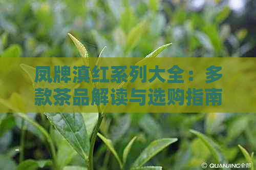 凤牌滇红系列大全：多款茶品解读与选购指南