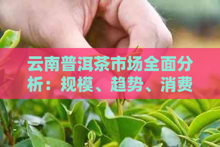 云南普洱茶市场全面分析：规模、趋势、消费者行为与市场竞争格局