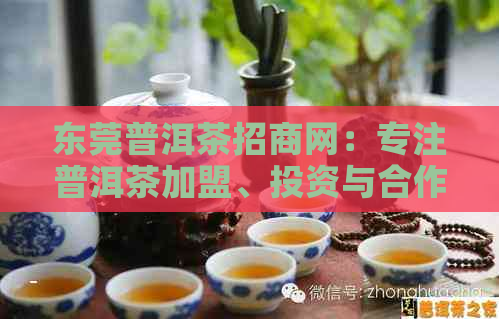 东莞普洱茶招商网：专注普洱茶加盟、投资与合作，打造茶叶产业链新标杆