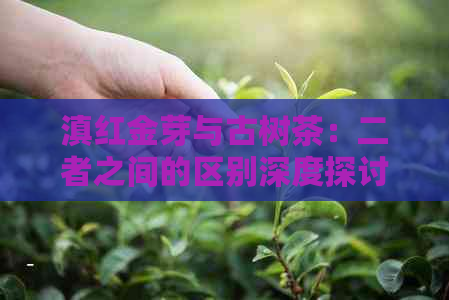 滇红金芽与古树茶：二者之间的区别深度探讨