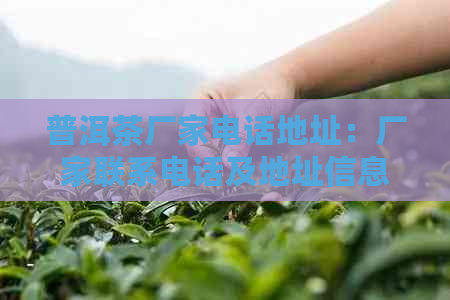 普洱茶厂家电话地址：厂家联系电话及地址信息。