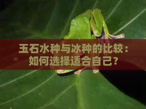 玉石水种与冰种的比较：如何选择适合自己？