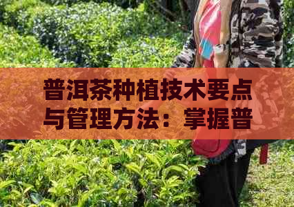 普洱茶种植技术要点与管理方法：掌握普洱茶叶种植的全过程