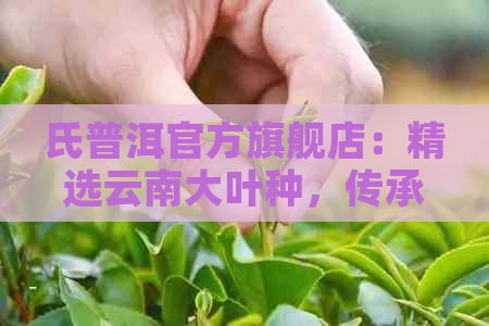 氏普洱官方旗舰店：精选云南大叶种，传承百年古树茶，纯天然健饮品