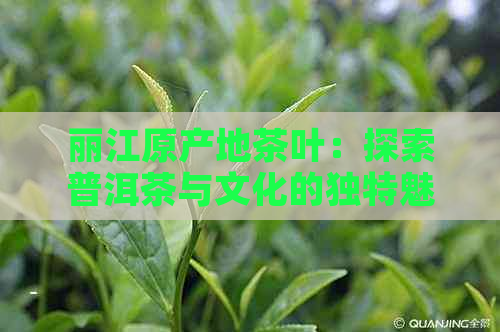 丽江原产地茶叶：探索普洱茶与文化的独特魅力