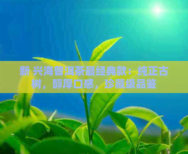 新 兴海普洱茶最经典款：纯正古树，醇厚口感，珍藏级品鉴