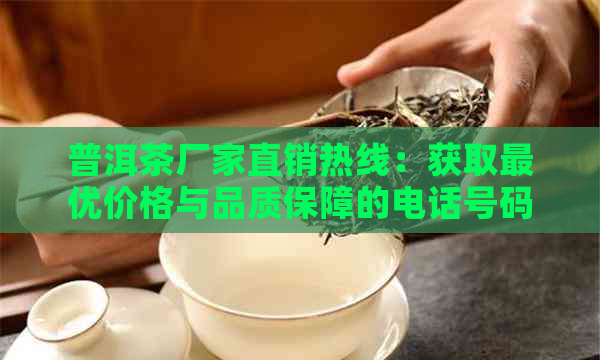 普洱茶厂家直销热线：获取更优价格与品质保障的电话号码