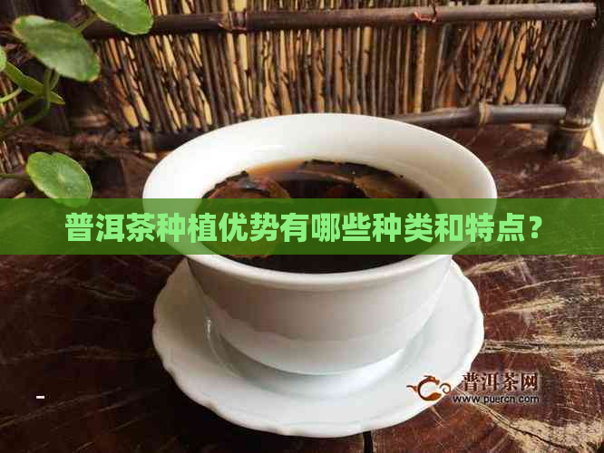 普洱茶种植优势有哪些种类和特点？