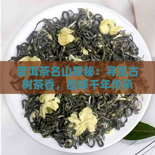 普洱茶名山探秘：寻觅古树茶香，品味千年传承