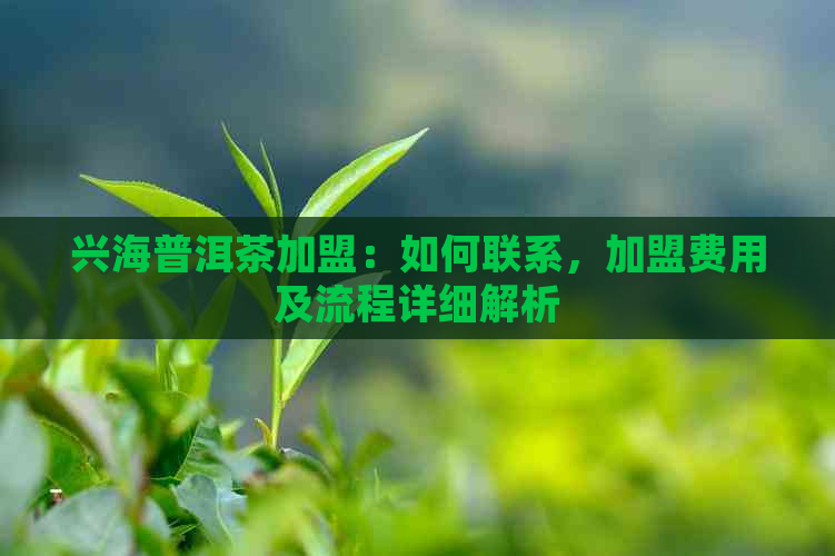 兴海普洱茶加盟：如何联系，加盟费用及流程详细解析