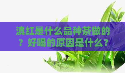 滇红是什么品种茶做的？好喝的原因是什么？这种茶树品种的特点有哪些？