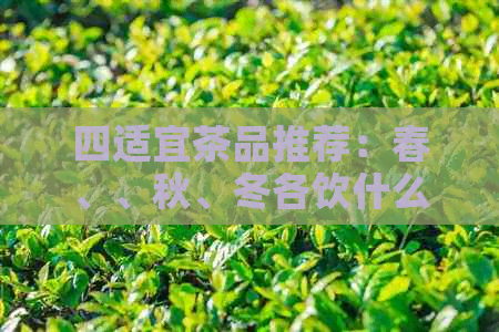 四适宜茶品推荐：春、、秋、冬各饮什么茶最合适？