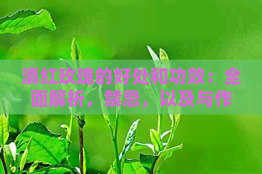 滇红玫瑰的好处和功效：全面解析，禁忌，以及与作用相关的详情