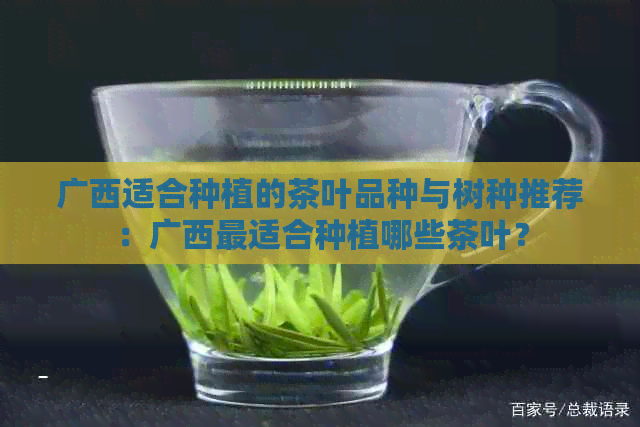 广西适合种植的茶叶品种与树种推荐：广西最适合种植哪些茶叶？