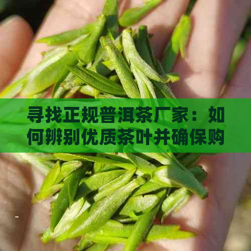 寻找正规普洱茶厂家：如何辨别优质茶叶并确保购买正品？