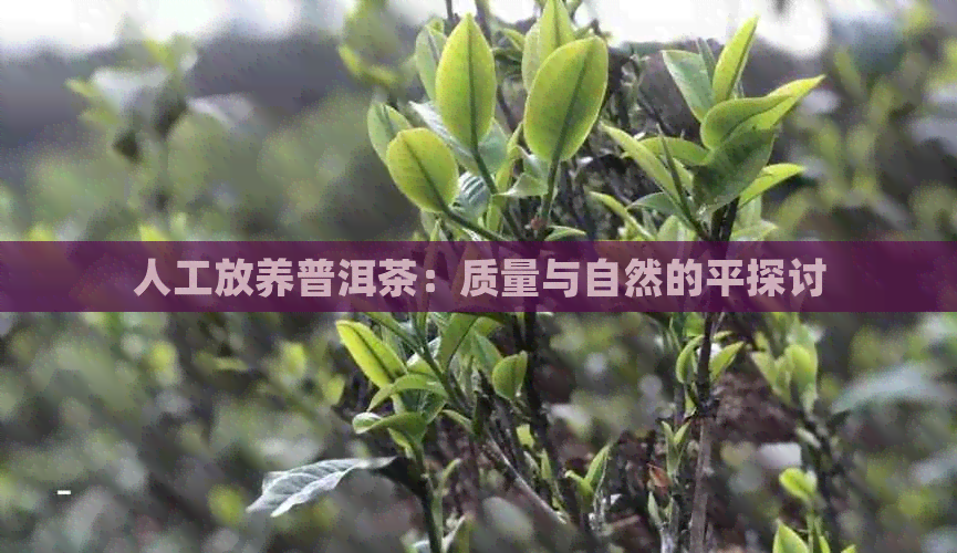 人工放养普洱茶：质量与自然的平探讨