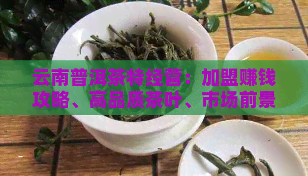 云南普洱茶特经营：加盟赚钱攻略、高品质茶叶、市场前景分析