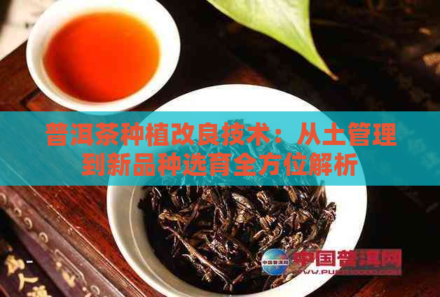 普洱茶种植改良技术：从土管理到新品种选育全方位解析