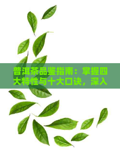 普洱茶品鉴指南：掌握四大特性与十大口诀，深入了解普洱茶的魅力所在