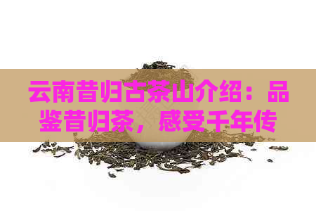 云南昔归古茶山介绍：品鉴昔归茶，感受千年传承的独特韵味