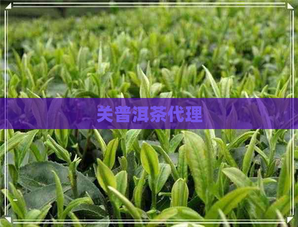 关普洱茶代理