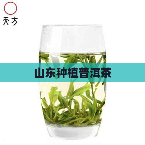 山东种植普洱茶