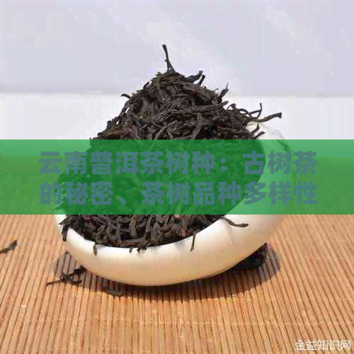 云南普洱茶树种：古树茶的秘密、茶树品种多样性、茶叶生长环境与品质的关系