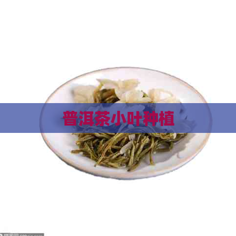 普洱茶小叶种植