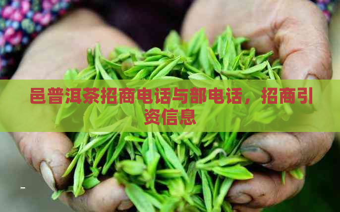 邑普洱茶招商电话与部电话，招商引资信息