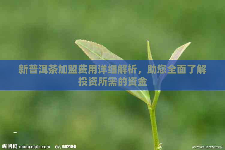 新普洱茶加盟费用详细解析，助您全面了解投资所需的资金