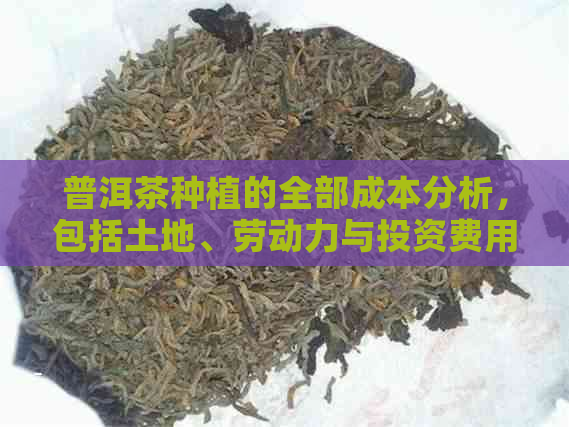 普洱茶种植的全部成本分析，包括土地、劳动力与投资费用