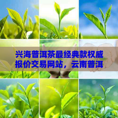 兴海普洱茶最经典款权威报价交易网站，云南普洱茶多少钱一斤？