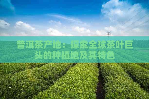 普洱茶产地：探索全球茶叶巨头的种植地及其特色