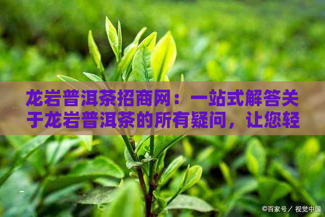 龙岩普洱茶招商网：一站式解答关于龙岩普洱茶的所有疑问，让您轻松加盟投资