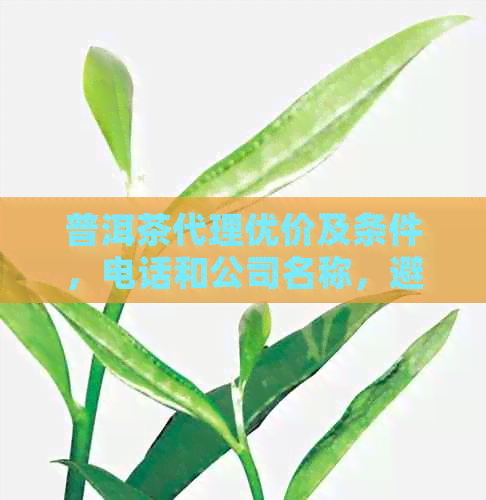 普洱茶代理优价及条件，电话和公司名称，避免代理陷阱