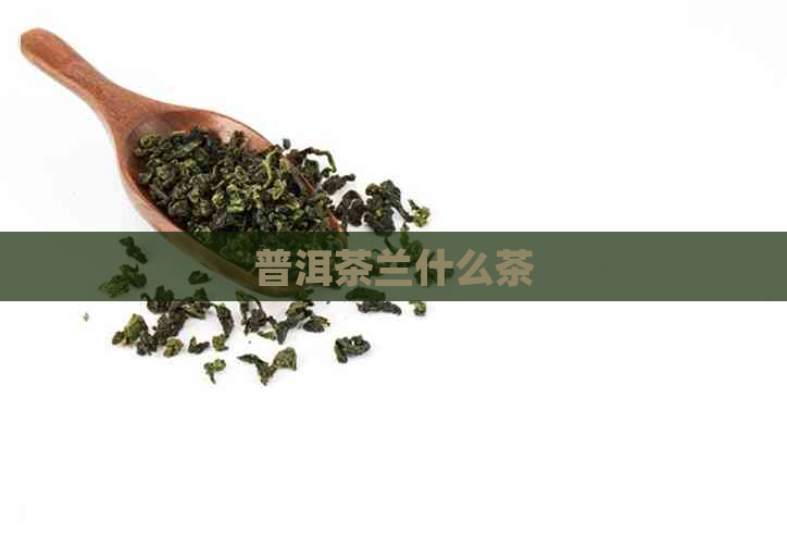 普洱茶兰什么茶