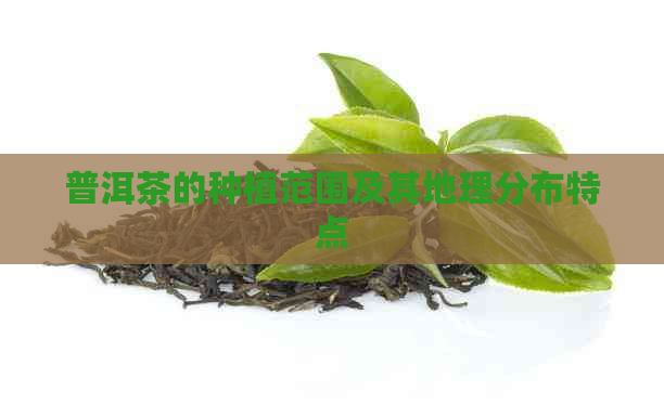 普洱茶的种植范围及其地理分布特点