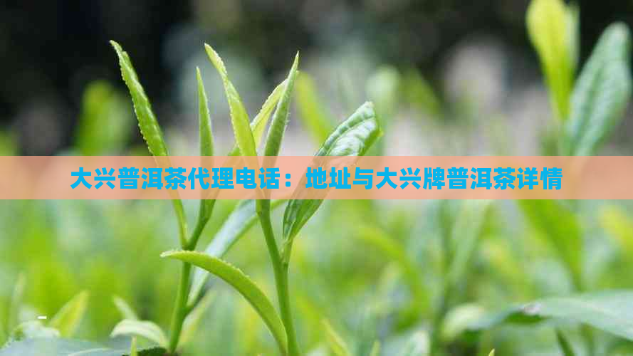 大兴普洱茶代理电话：地址与大兴牌普洱茶详情