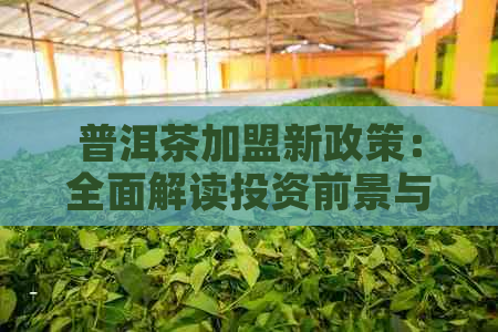 普洱茶加盟新政策：全面解读投资前景与收益预期