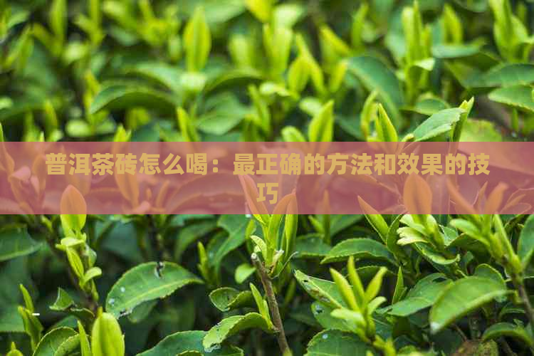 普洱茶砖怎么喝：最正确的方法和效果的技巧