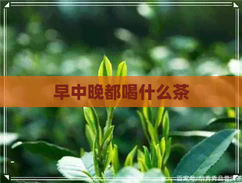 早中晚都喝什么茶