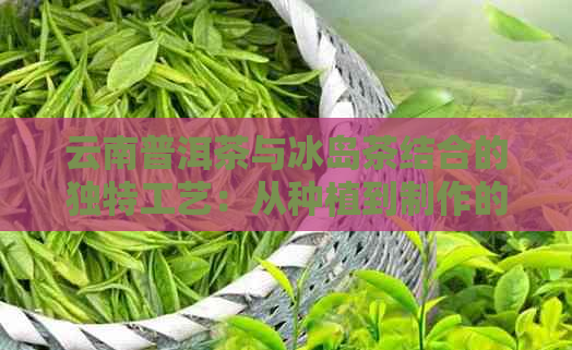 云南普洱茶与冰岛茶结合的独特工艺：从种植到制作的全方位解析